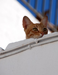 Image showing Cat on Roof