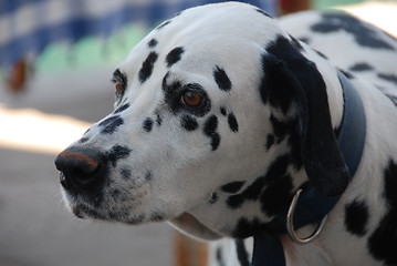 Image showing Dalmation - Landscape