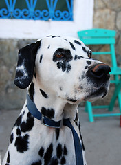 Image showing Dalmation - Portrait