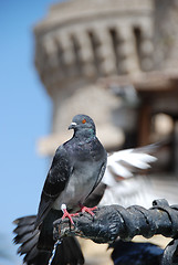 Image showing Pigeon