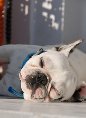 Image showing Sleepy Bulldog