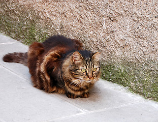 Image showing Tiger Cat