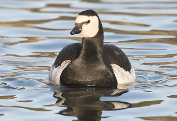 Image showing Barnacle Goose,