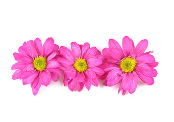 Image showing Pink flowers.