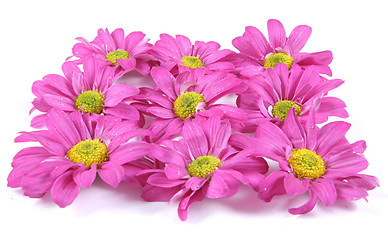 Image showing Pretty pink flowers.