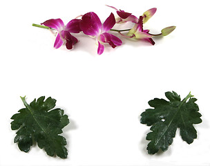 Image showing Orchid and leaf frame.