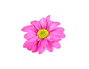 Image showing Flower.
