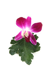 Image showing Pink orchid.