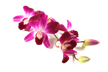 Image showing Pink orchids.