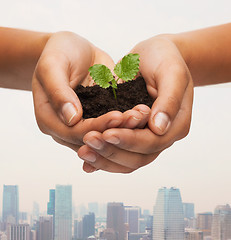 Image showing woman hands holding plant in soil