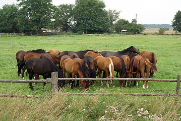 Image showing Fence and horses