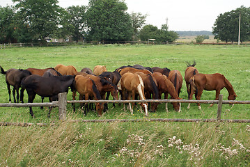 Image showing Horses on the field