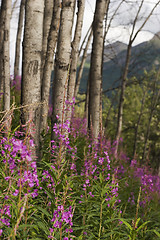 Image showing Slope full of flowers