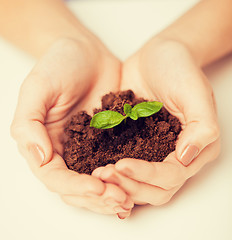 Image showing hands with green sprout and ground