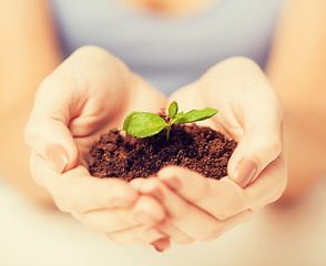 Image showing hands with green sprout and ground