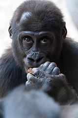 Image showing Gorilla