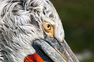 Image showing Pelican