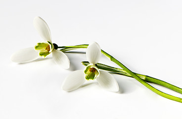 Image showing Snowdrop