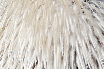 Image showing Bird feathers