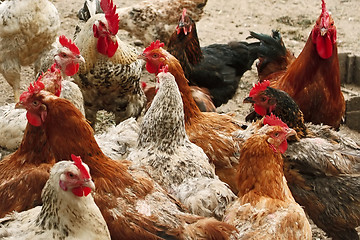 Image showing Chickens of different breeds on the poultry yard