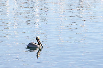 Image showing Swimming Pelican