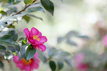 Image showing Camelia