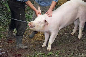 Image showing frightened pig