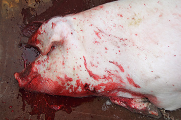 Image showing Slaughtered pigs