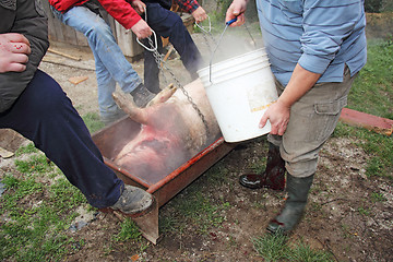 Image showing slaughtered pigs1