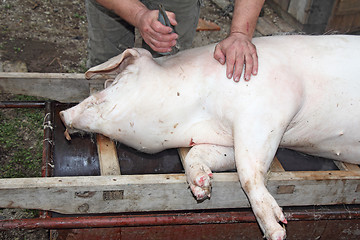 Image showing slaughtered pigs2