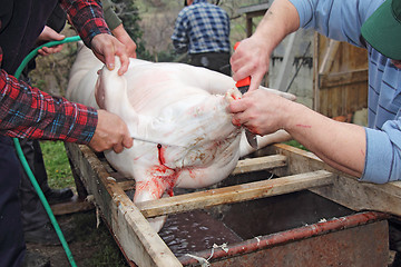 Image showing slaughtered pigs3