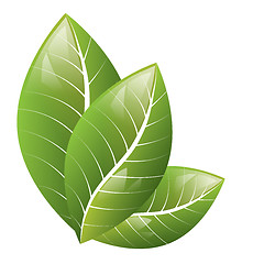 Image showing Vector. Beautiful green leaves on a white background