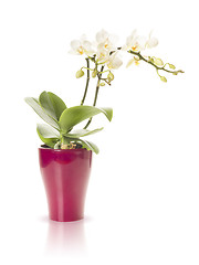 Image showing white orchid