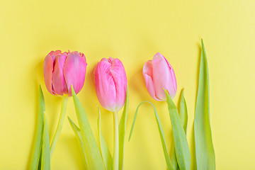 Image showing Three pink tulips on yellow