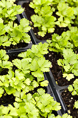 Image showing Celery Plants