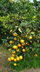 Image showing Orange tree with ripe fruits