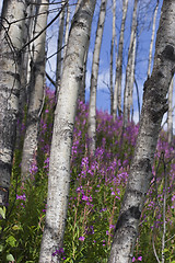 Image showing Birches on hill with flowers