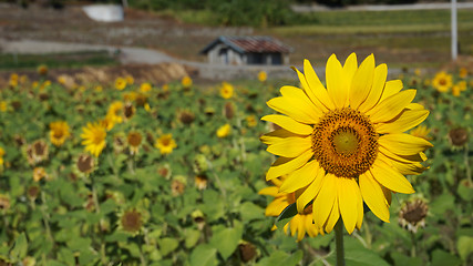 Image showing Sunflower field with sunny summer sky