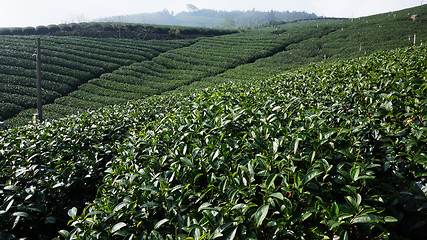 Image showing Tea Plantation on highland