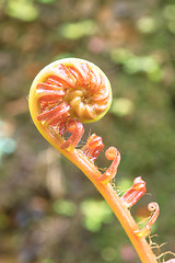 Image showing Spiral green leaf