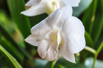 Image showing White Orchid on the background