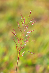 Image showing water drops on the green grass 