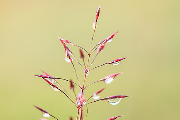 Image showing water drops on the green grass 