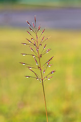 Image showing water drops on the green grass 