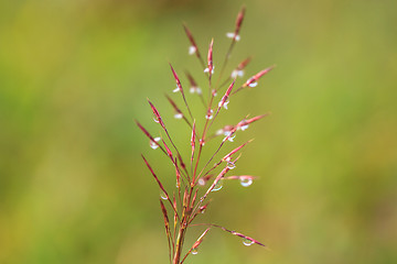 Image showing water drops on the green grass 