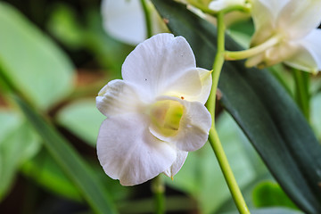 Image showing White Orchid on the background