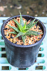 Image showing Cactus in Pots / Pot Cactus / Cactus / Thorn Cactus 