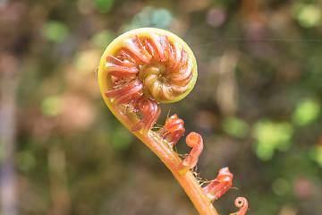 Image showing Spiral green leaf