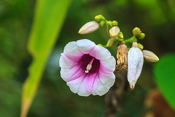 Image showing Morning glory flowers