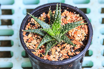 Image showing Cactus in Pots / Pot Cactus / Cactus / Thorn Cactus 